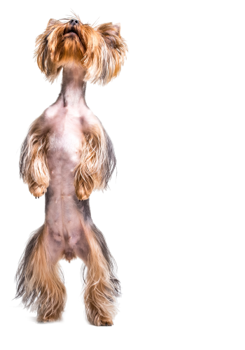 portrait-dog-standing-hind-leg