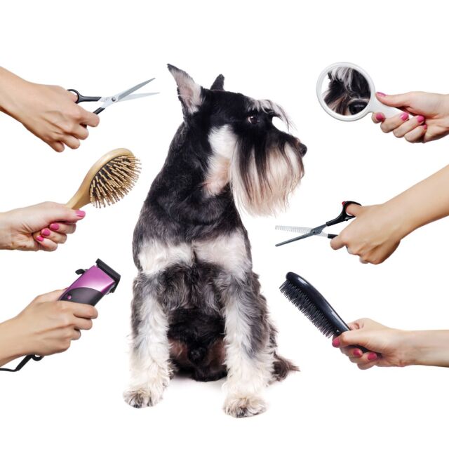 Die Qual der Wahl - welcher Hundefrisör ist wohl die beste Wahl für meinen Vierbeiner? 🤔

Wir haben hier einen Tipp für dich! 💡 Die beste Entscheidung ist das Moooi-Team 💜 Wir bieten deinem kleinen Liebling nicht nur ein gewöhnliches Hundefrisörpaket an, sondern haben es uns zur Aufgabe gemacht deinen Hund mit einem Wellnessprogramm zu versorgen 😍

Wir wünschen euch einen erfolgreichen Dienstag! 💛

#moooiteam #hundeliebe #hundesachen #doggroominglife #doggroomingsalon #doglover #doglove #hundeliebegrenzenlos #lovedogs #quoteoftheday #hundesalon #hundefriseur #pfoten #hundefriseurin #hundefuriseursalon #dogwelcome