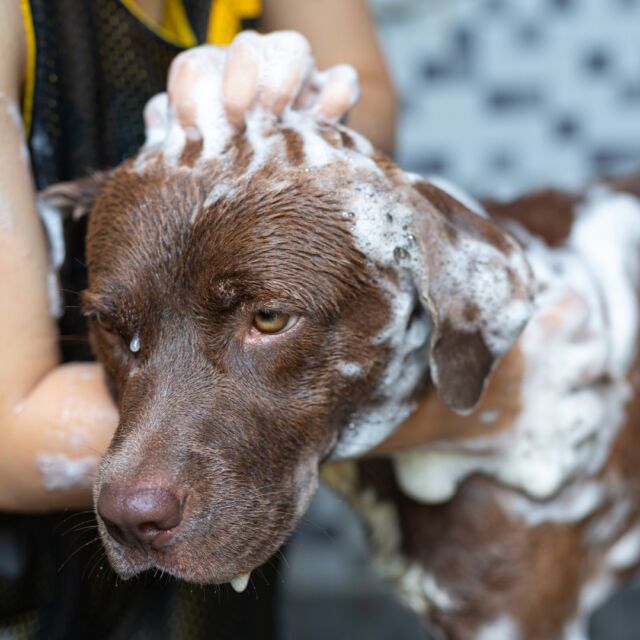 Die Pflege eines Hundes steht bei uns an oberster Stelle 🚿 🧽💆🏻

Wir wünschen euch einen entspannten Sonntag und startet motiviert in die neue Woche 💜

#moooiteam #hundeliebe #hundesachen #doggroominglife #doggroomingsalon #hundesalon #hundefriseur #pfoten #hundefriseurin #hundefuriseursalon #dogwelcome #hundefreunde #hundeleben #doggroomingofinstagram #groomingdogs #doggroomingtips #hundespa #dogwellness